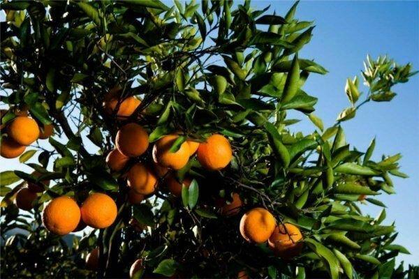 پیدایش بیماری ویروئیدی کوتولگی رازک در نارنگی سیاهو