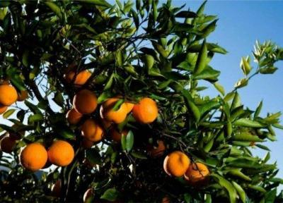 پیدایش بیماری ویروئیدی کوتولگی رازک در نارنگی سیاهو