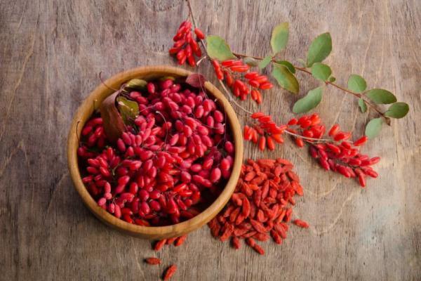 گیاهان دارویی استان قزوین